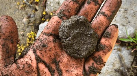 Soil Drainage: How & Why to Test It! - Rooted Revival