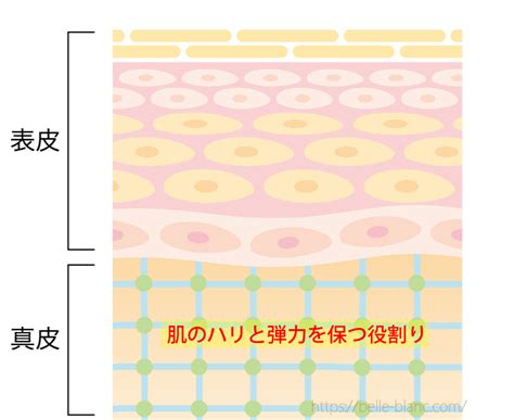 ベルブランのクレーターニキビ跡に対する効果～本当に効果があるの？ | ベルブラン美容液 専門サイト