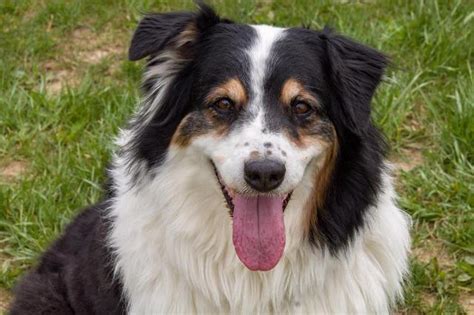 Chief Border Collie Adult - Adoption, Rescue for Sale in Hamilton, Ohio ...