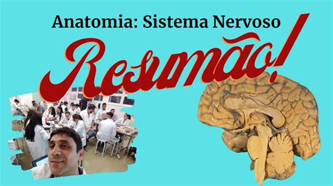 Anatomia Do Sistema Nervoso O ResumÃo Youtube