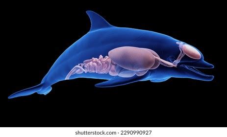 Dolphin Anatomy: Over 294 Royalty-Free Licensable Stock Illustrations ...