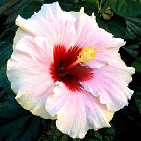 Mphmi Nursery Delhi Ncr Hibiscus Dwarf White Mix Jumbo Plant Jaswand