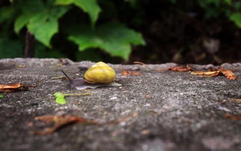 Premium Photo | Small snail in garden