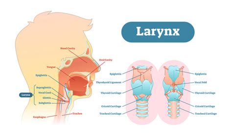 Anatomy Of Larynx