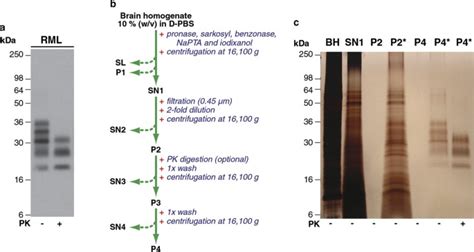 A Novel And Rapid Method For Obtaining High Titre Intact Prion Strains