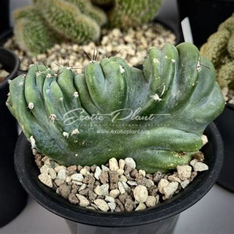 Cereus Peruvianus Coral Inermis Monstruoso Cristata Exotic Plant