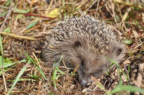 Hedgehog Erinaceomorpha Erinaceinae Erinaceidae spiny mammal ani ...