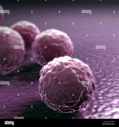 Chlamydia Bacteria Immagini E Fotografie Stock Ad Alta Risoluzione Alamy