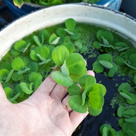 Водная роза - Pistia stratiotes - 10 шт » Водные растения для пруда!