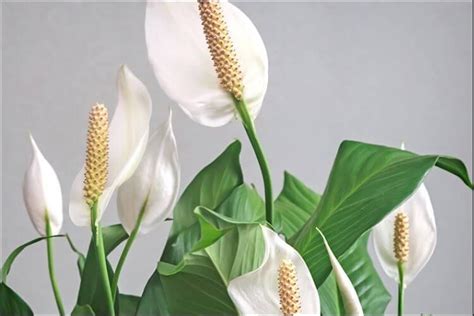 Peace Lily Pruning - When & How to Prune it? (Spathiphyllum)