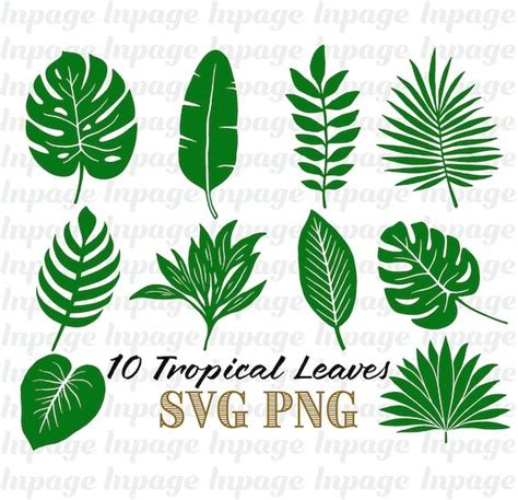 Ensemble De Svg De Feuilles Tropicales Svg De Feuille Tropicale Svg