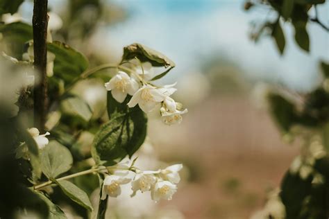 Jasmine Flowers Photos, Download The BEST Free Jasmine Flowers Stock ...