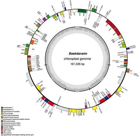 Frontiers The Complete Chloroplast Genome Of Hibiscus Syriacus Using