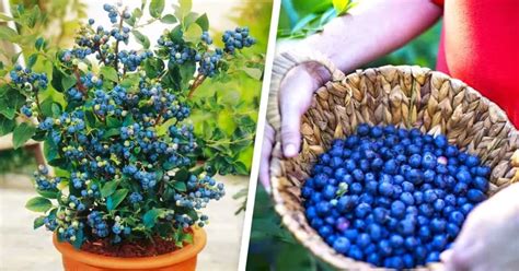 How To Grow Blueberries In Your Garden The Beginners Garden