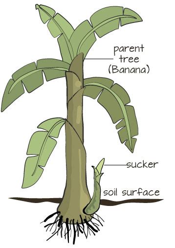 Suckers In Vegetative Propagation Eschooltoday