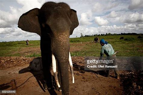 67 Sumatran Elephants Threatened With Extinction In Indonesia Stock