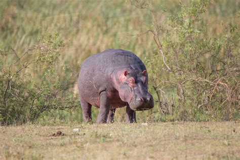 Africa Tanzania Ngorongoro Crater Hippopotamus Amphibius Stock