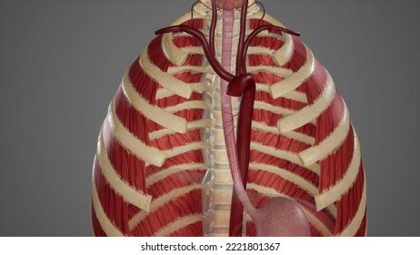 7 Phrenic Artery Images, Stock Photos & Vectors | Shutterstock