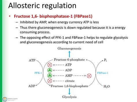 Gluconeogenesis - The Pathway and Regulation | PPT