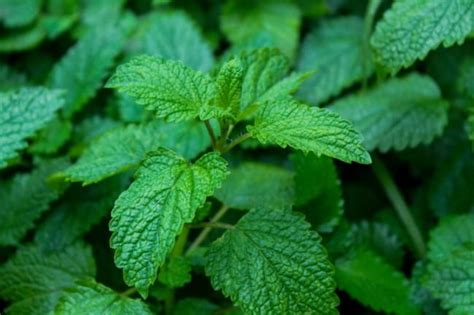 Plantas Medicinais Esp Cies E Tudo Sobre Guia