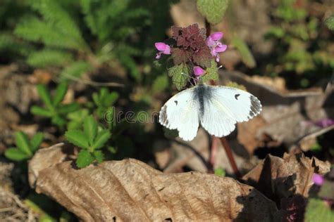 Orange tip butterfly stock image. Image of plant, anthocharis - 144823669