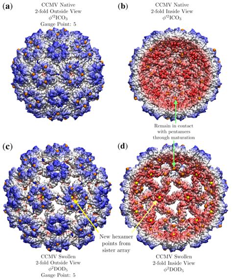 Viruses Free Full Text Unveiling The Hidden Rules Of Spherical