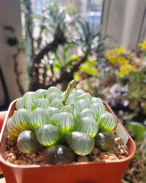 Haworthia Blooming For The First Time