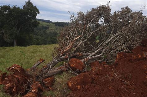 Operação do IAT contra o desmatamento no Sudoeste gera mais de R 2 7