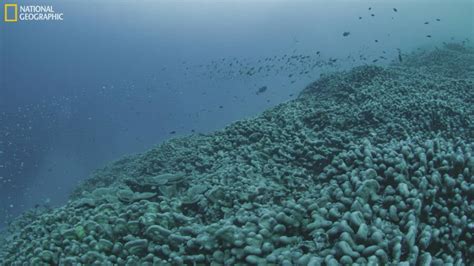 World S Largest Coral Discovered Near Solomon Islands