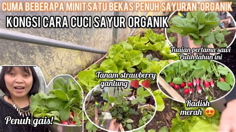 Dapat Salad Sayur Sawi Dan Radish Pink Di Kebun Peribadi Di Perancis