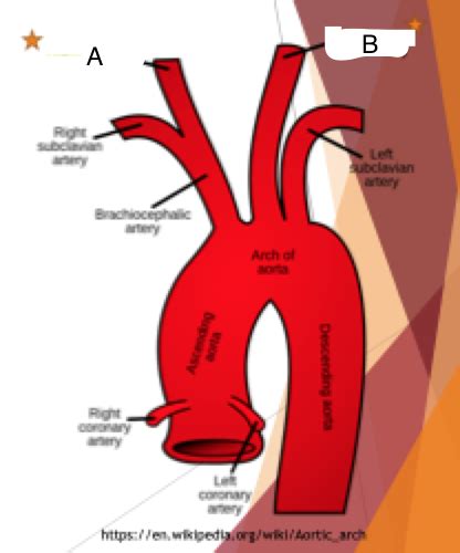 MIDS 237 Lecture 10 Cerebrovascular Anatomy Introduction Flashcards