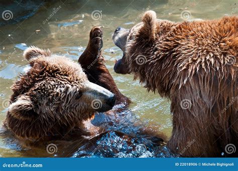 Brown Bears Playing Stock Photo Image Of Sunny Water 22018906