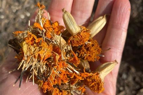 How To Save Marigold Seeds For Next Year