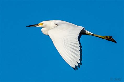 Flying Snowy Egret We Love To See Snowy Egrets Milling Abo Flickr