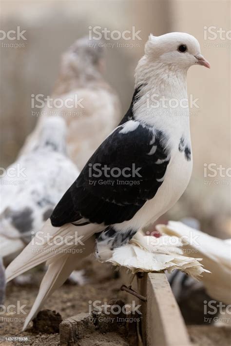 Black And White Pigeon Feather Feet Stock Photo Stock Photo Download