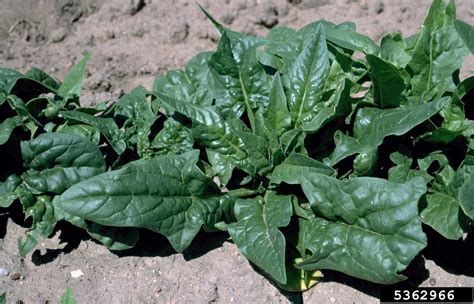 Spinach Spinacia Oleracea