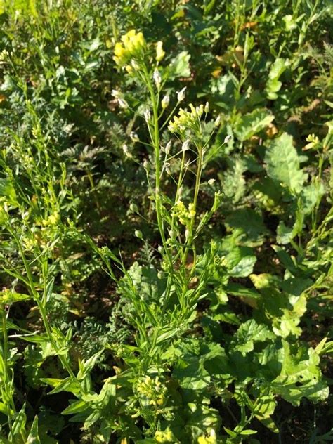 Observation Camelina Sativa L Crantz Jean Marc Vessot Oct