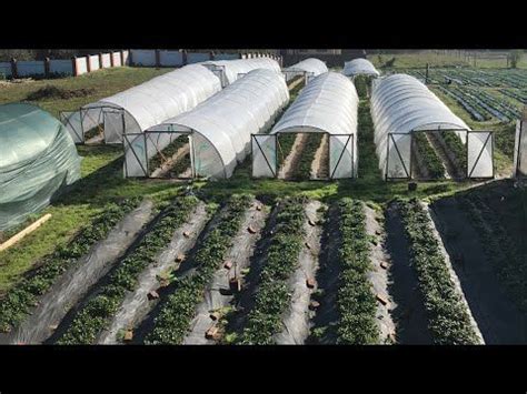 Теплица, балаган, парник, туннель , что выгодней и для чего они на ...