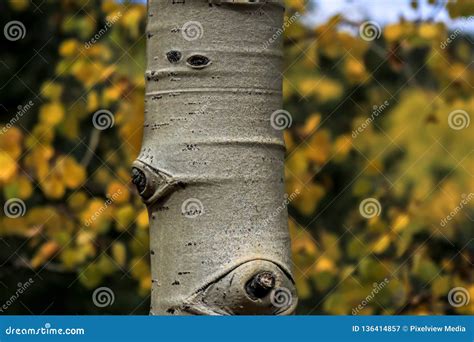 Aspen Tree Trunk Close Up Stock Image Image Of Close 136414857