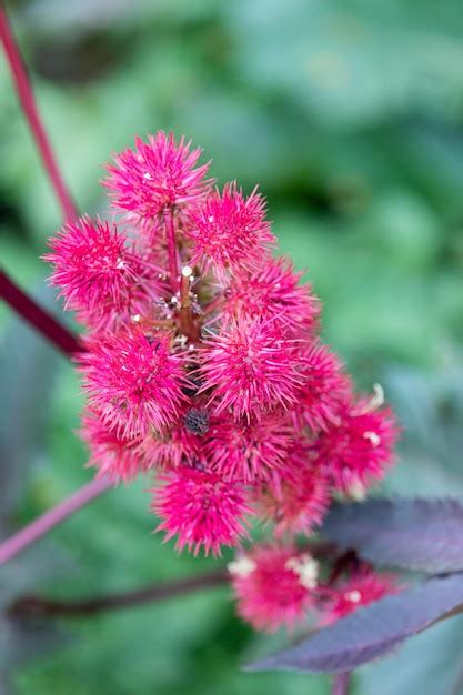 La Higuera Del Diablo En Flor Ricinus Communis Foto Premium