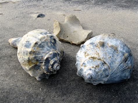 Whelk Facts And Information