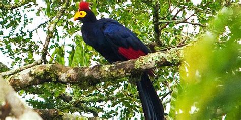 Top Birding Destinations In Rwanda Rwanda Birding Destinations