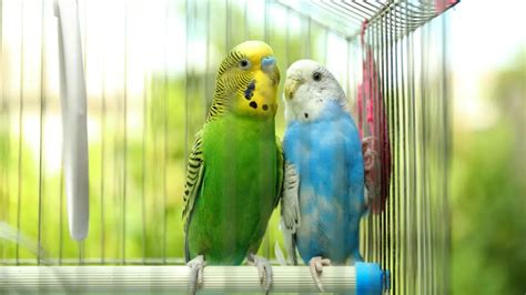 Best Pet Birds For Beginners Finding Your Perfect Feathered Friend