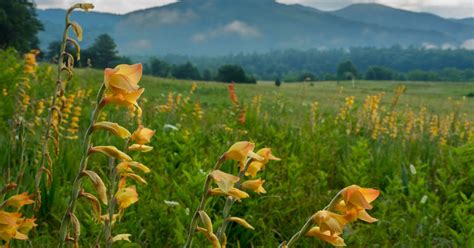 Top Things To Do In Gatlinburg This Spring Margaritaville