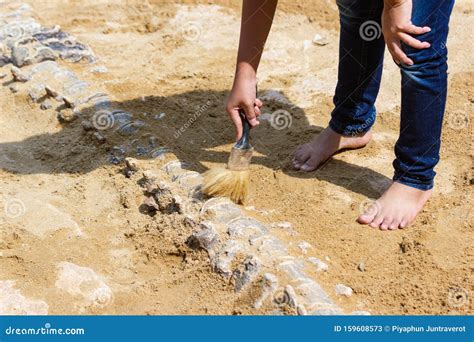 Children Learning about, Excavating Dinosaur Fossils Simulation Stock ...