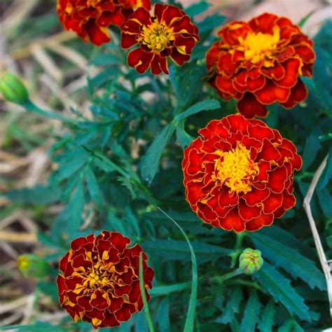 Marigold French Red Cherry Seeds The Seed Collection