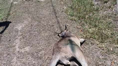 17 kangaroos killed in Australia hit and run - CNN