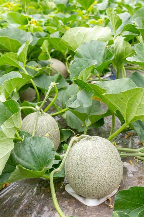 How To Grow Cantaloupe 6 Growing Tips Growfully