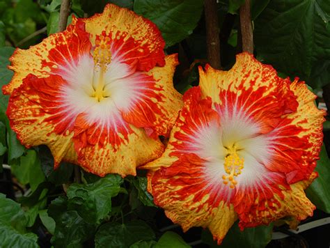 Hidden Valley Hibiscus