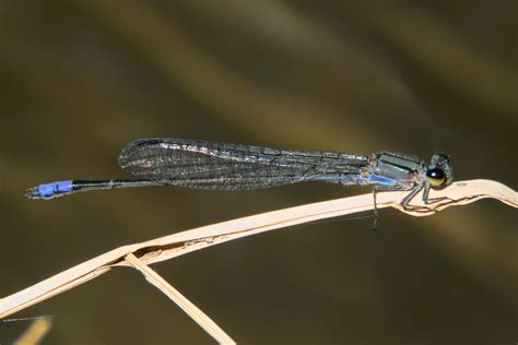 Neotropical Bluet News Arizona Dragonflies